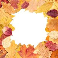 cadre photo carré de feuilles d'automne jaunes