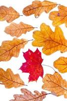 une feuille d'érable d'automne séchée rouge entourée de feuilles de chêne photo