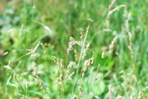 herbe verte se bouchent sur la pelouse verte en été photo