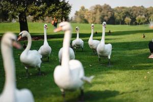 cygnes blancs reposant sur l'herbe verte du parc. photo