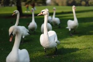 cygnes blancs reposant sur l'herbe verte du parc. photo