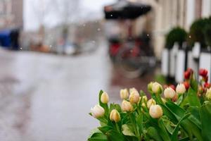 tulipes jaunes aux feuilles vertes. gros plan de fleurs de printemps photo