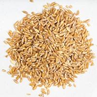 tas de grains de blé décortiqués emmer farro close up photo