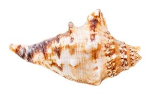 coquille de mollusque de mer isolé sur blanc photo