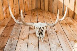 Crâne naturel d'orignal sur toit en bois sur cottage photo