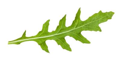 feuille fraîche de plante de roquette isolée photo