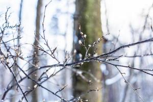 bourgeons enneigés sur les brindilles en gros plan dans la forêt photo