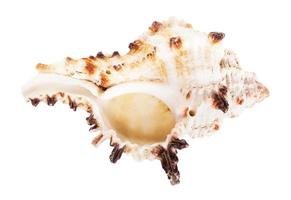coquillage vide de mollusque isolé sur blanc photo