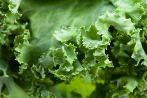 bords verts de gros plan de chou feuille de chou frisé photo