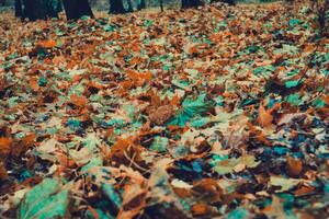 feuilles tombées sur l'herbe photo