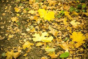 feuilles d'automne sur le sol photo