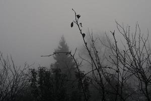 arbres dans un épais brouillard photo