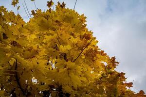 feuilles d'érable jaune photo