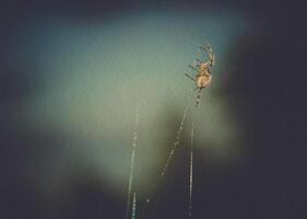 macro de toile d'araignée filtrée photo