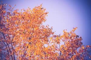 feuilles jaunes sur la cime des arbres photo