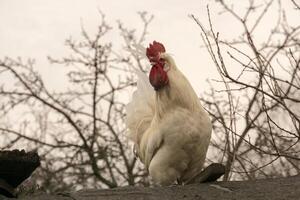 coq blanc sur le toit photo