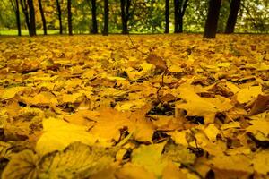 feuilles tombées jaunes sur le sol photo