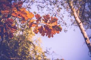 feuilles de chêne jaune rétro photo