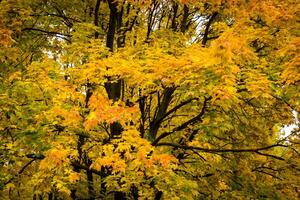 automne doré dans le parc de la ville photo