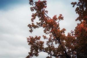 branches d'arbres dans le parc d'automne photo