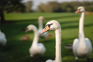 cygnes blancs reposant sur l'herbe verte du parc. photo