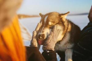 chien husky mignon photo