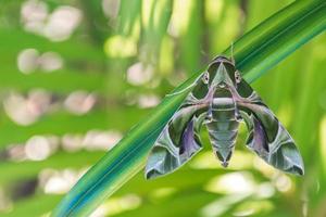 Petit papillon vert nuit la feuille, et arrière-plan flou nature verte en saison des pluies, oleander hawkmoth daphnis nerii photo