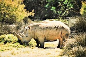 rhinocéros à cornes blanches photo