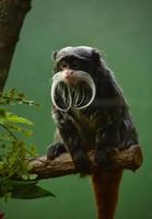 moustache bouclée sur un singe tamarin empereur photo