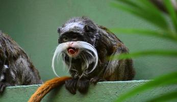 singe tamarin empereur avec sa langue tirée photo