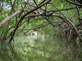 vieilles racines de banian dans la petite amazone ou khlong chantaient naen, phang nga, thaïlande, une célèbre destination touristique. photo