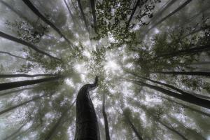 couronne d'arbres au printemps photo