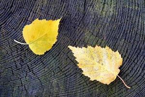deux feuilles de bouleau photo