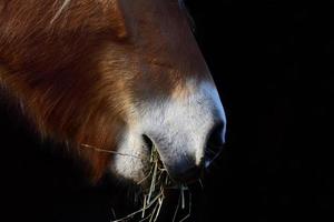 le museau d'un cheval brun, avec du foin dans sa bouche, sur un fond sombre photo