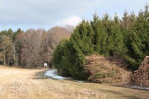 paysage en bavière à l'orée de la forêt avec un stand de chasseur, des conifères et des arbres fraîchement abattus sur le côté photo