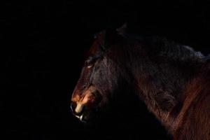 une tête de cheval brun foncé avec un cou et une crinière, sur un fond sombre photo
