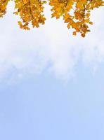 feuilles d'automne avec ciel bleu clair et nuages. feuillage d'automne jaune et orange contre des nuages duveteux, feuilles de couleur vive en automne avec espace de copie pour la fin des saisons d'automne ou fond de vente photo