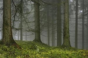 forêt d'épinettes avec brouillard photo