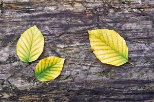 trois feuilles de hêtre photo