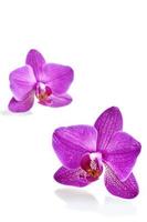 belles fleurs d'orchidées photo