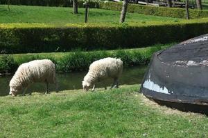 Enkhuizen,Pays-Bas,2017-ville d'Enkhuizen aux Pays-Bas photo