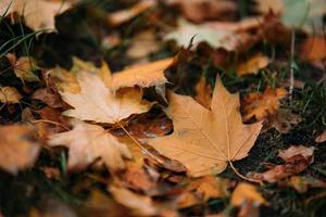 feuilles d'érable d'automne jaunes sur l'herbe verte photo