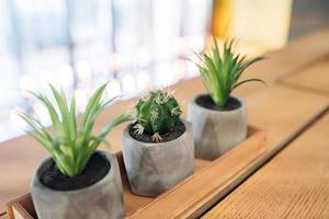 petit cactus et aloès en petits pots photo