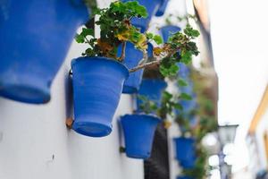 fleurs de bégonia dans des pots bleus photo