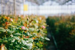 roses de serre poussant sous la lumière du jour. photo