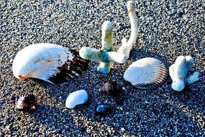 ensemble de coquillages sur fond de sable blanc photo