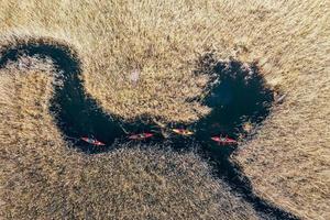 groupe de personnes en kayak parmi les roseaux sur la rivière d'automne. photo