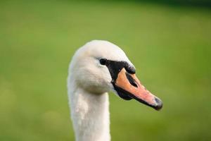 cygne muet, cygnus olor, adulte, gros plan photo