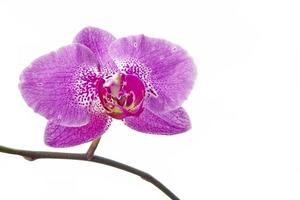 l'une des fleurs d'orchidées photo