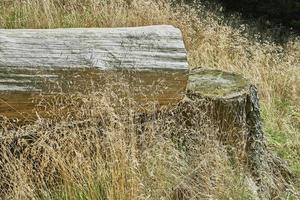 arbre et herbe photo